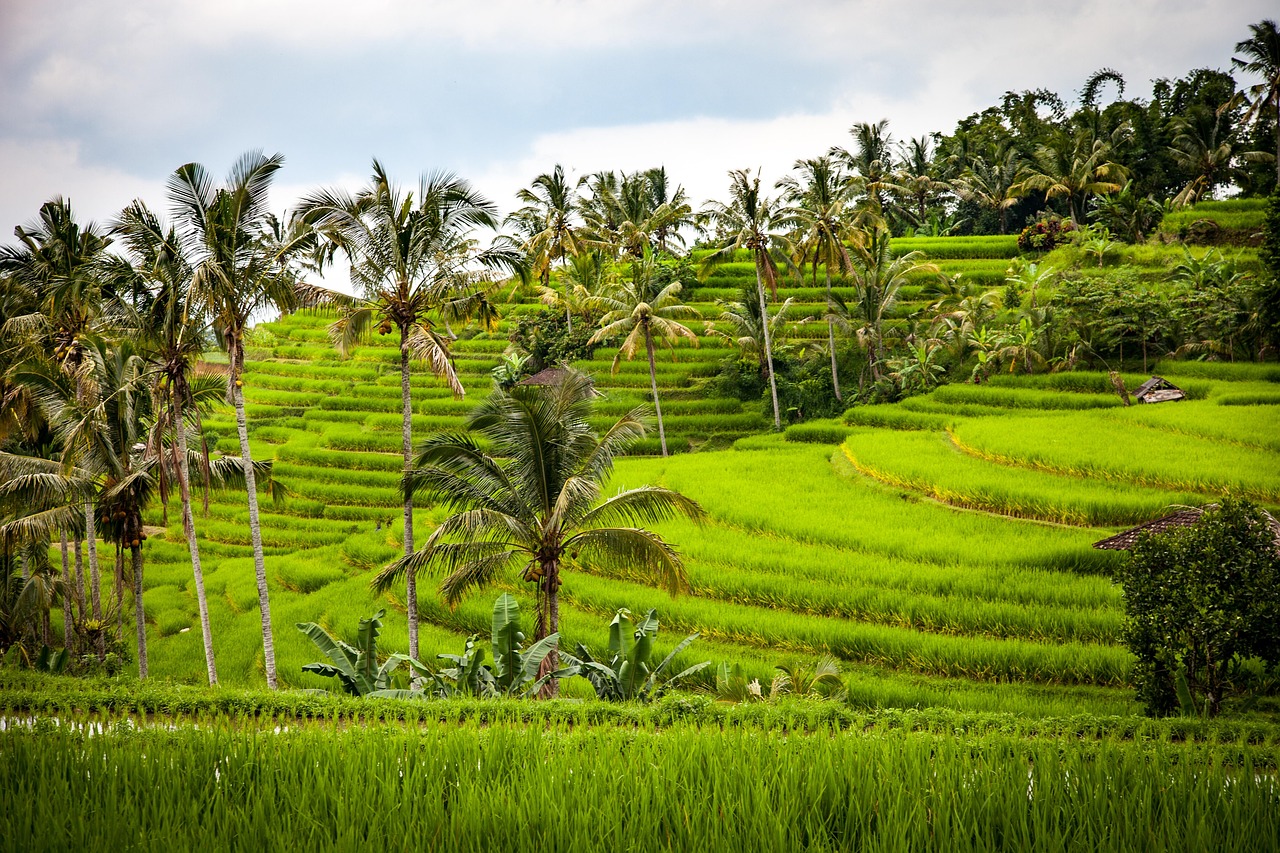 Lush green rice terraces with palm trees, symbolizing growth and resilience, relevant to Gracchus Partners' focus on strategic insights for business leaders.